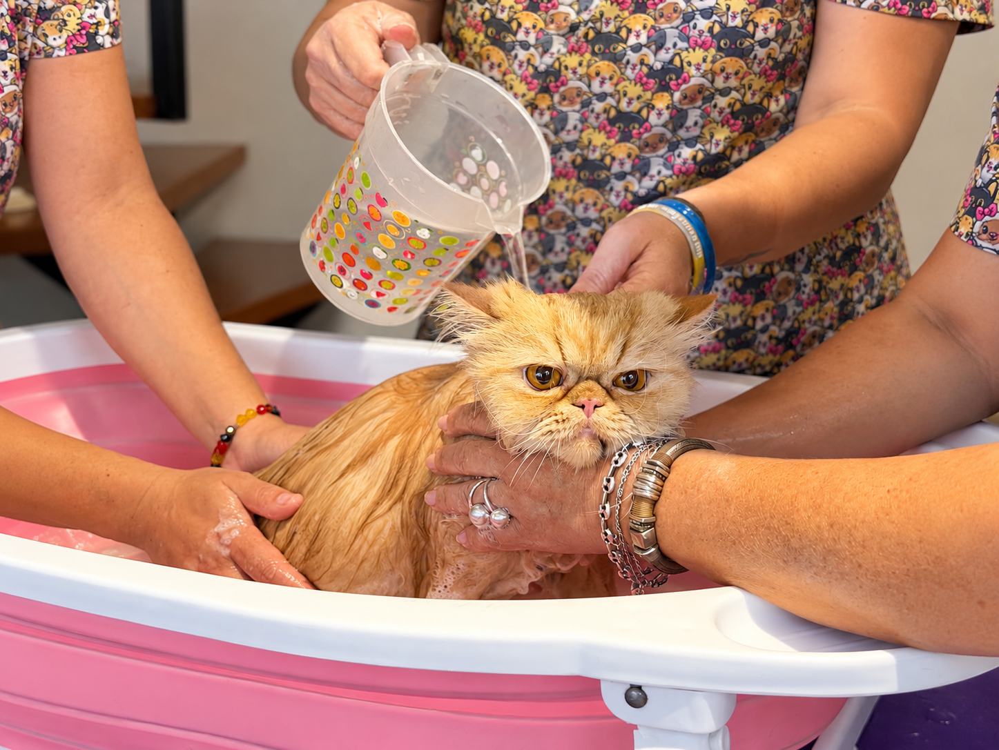 Gato persa naranja recibiendo un baño especializado en una tina rosada durante el servicio a domicilio